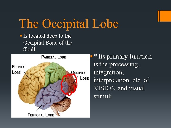 The Occipital Lobe § Is located deep to the Occipital Bone of the Skull