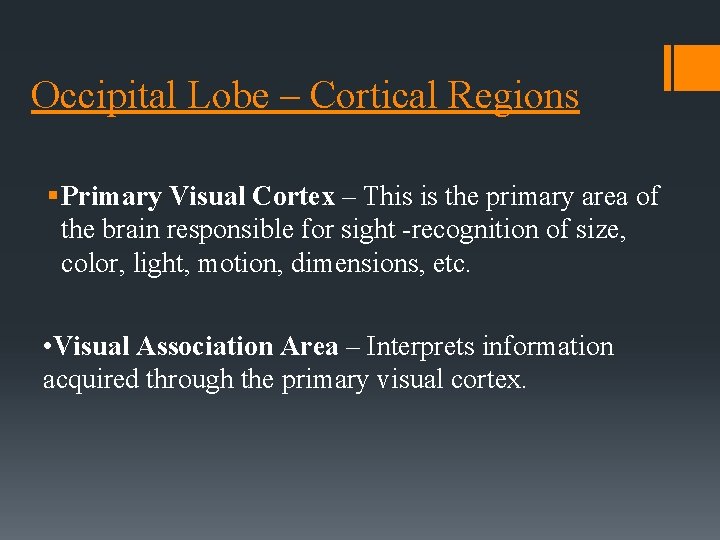 Occipital Lobe – Cortical Regions § Primary Visual Cortex – This is the primary