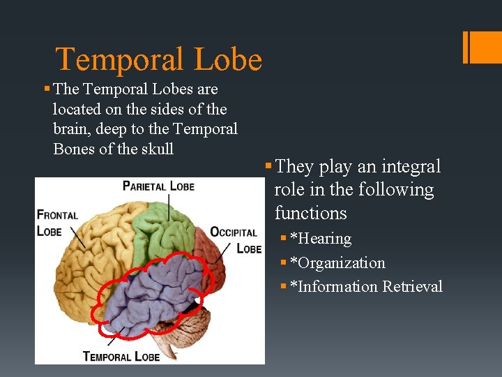 Temporal Lobe § The Temporal Lobes are located on the sides of the brain,