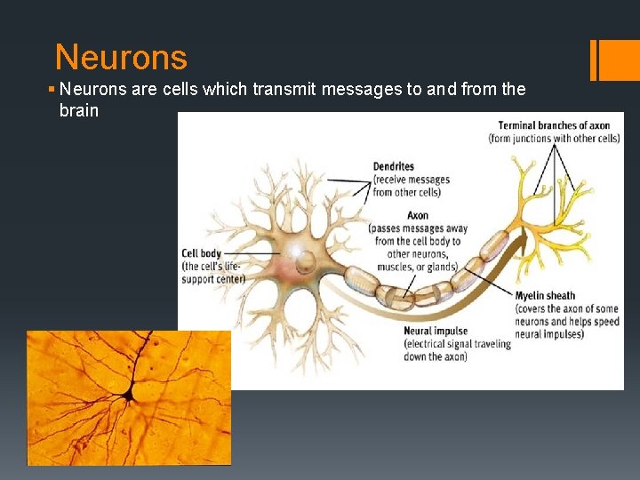 Neurons § Neurons are cells which transmit messages to and from the brain 