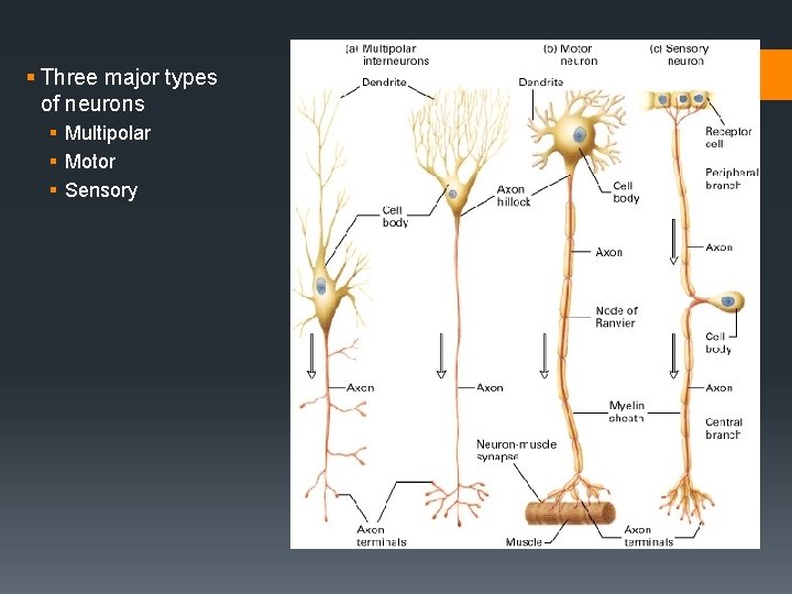 § Three major types of neurons § Multipolar § Motor § Sensory 