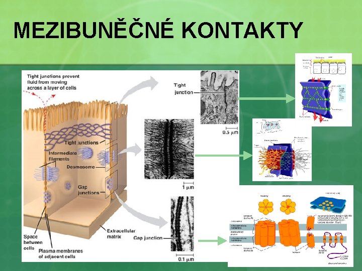 MEZIBUNĚČNÉ KONTAKTY 