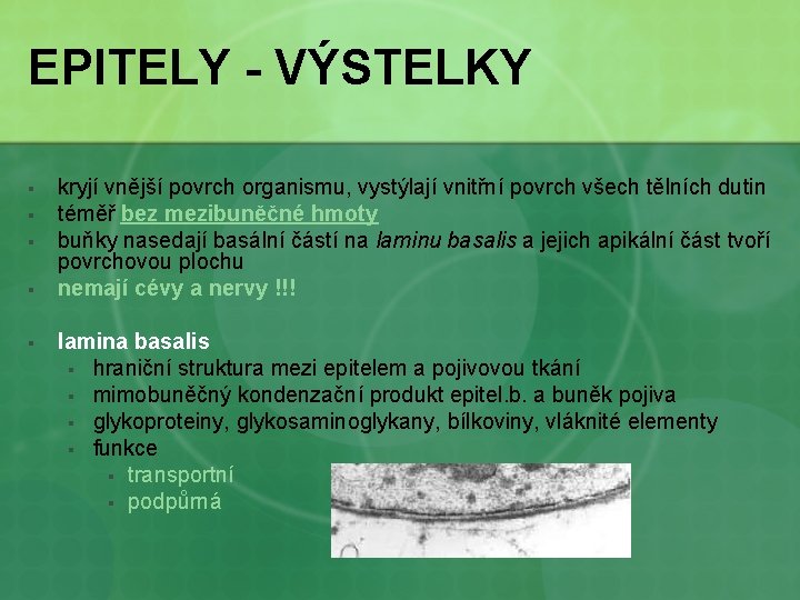 EPITELY - VÝSTELKY § § § kryjí vnější povrch organismu, vystýlají vnitřní povrch všech