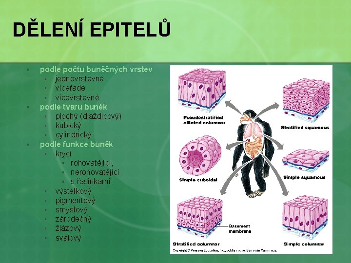 DĚLENÍ EPITELŮ § § § podle počtu buněčných vrstev § jednovrstevné § víceřadé §