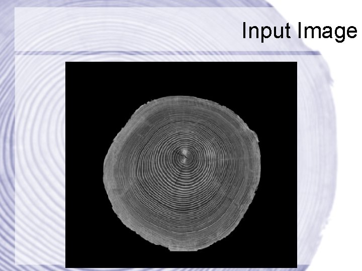 Input Image 