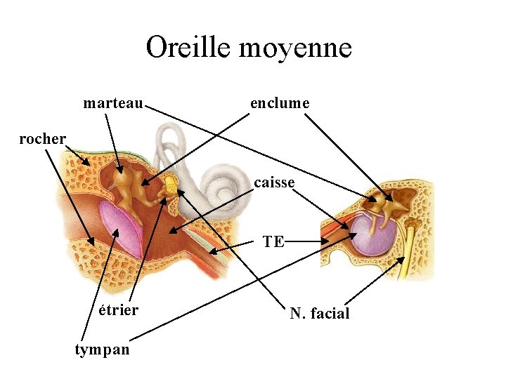 Oreille moyenne marteau enclume rocher caisse TE étrier tympan N. facial 