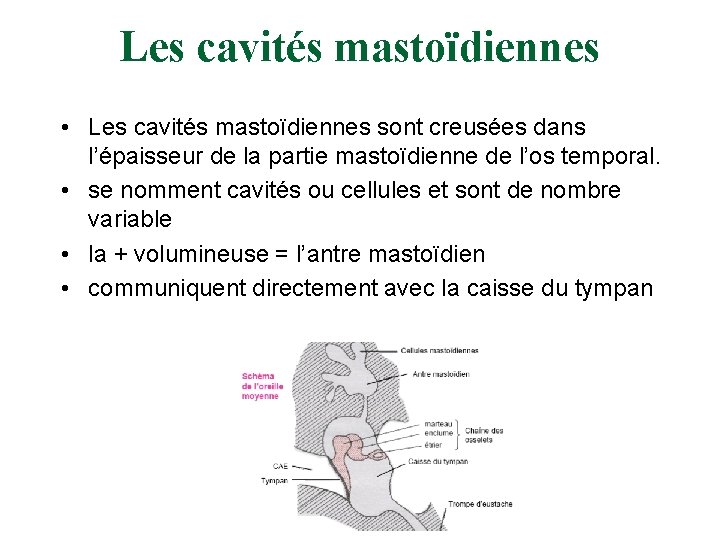 Les cavités mastoïdiennes • Les cavités mastoïdiennes sont creusées dans l’épaisseur de la partie