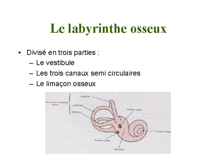 Le labyrinthe osseux • Divisé en trois parties : – Le vestibule – Les