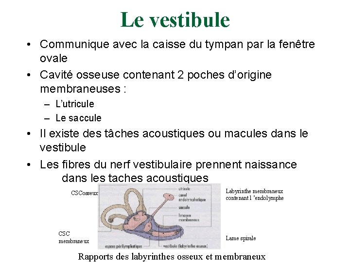 Le vestibule • Communique avec la caisse du tympan par la fenêtre ovale •