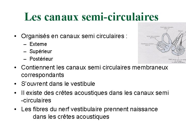 Les canaux semi-circulaires • Organisés en canaux semi circulaires : – Externe – Supérieur