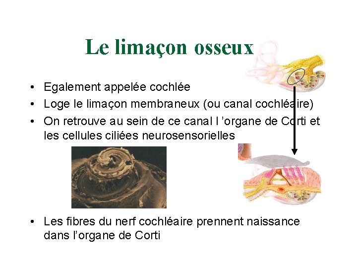 AUDITION ET EQUILIBRE Anatomie Et Physiologie Introduction Cest AUDITION ET EQUILIBRE Anatomie Et Physiologie Introduction Cest