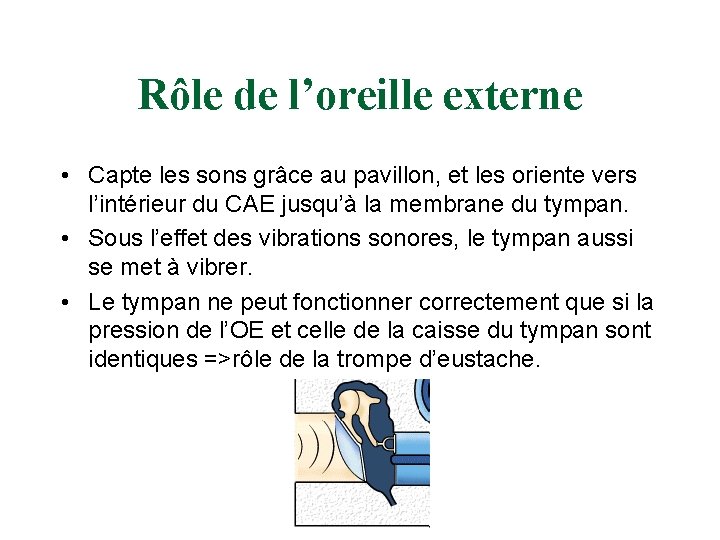 Rôle de l’oreille externe • Capte les sons grâce au pavillon, et les oriente