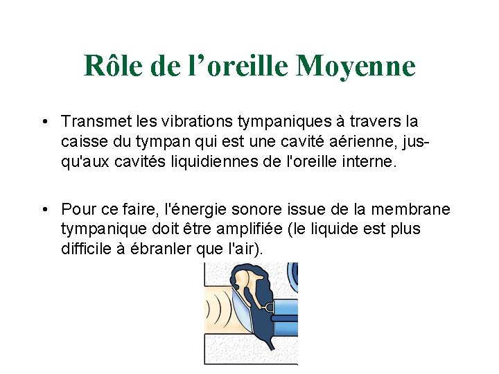 Rôle de l’oreille Moyenne • Transmet les vibrations tympaniques à travers la caisse du