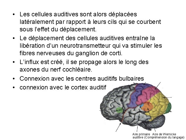  • Les cellules auditives sont alors déplacées latéralement par rapport à leurs cils