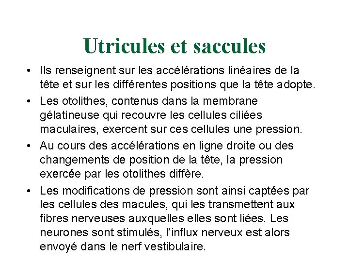 Utricules et saccules • Ils renseignent sur les accélérations linéaires de la tête et