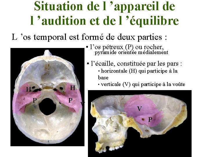 Situation de l ’appareil de l ’audition et de l ’équilibre L ’os temporal