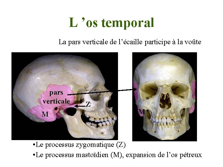 L ’os temporal La pars verticale de l’écaille participe à la voûte pars verticale