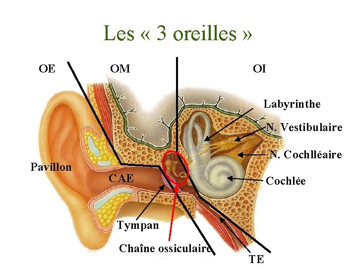 Les « 3 oreilles » OE OM OI Labyrinthe N. Vestibulaire Pavillon N. Cochlléaire