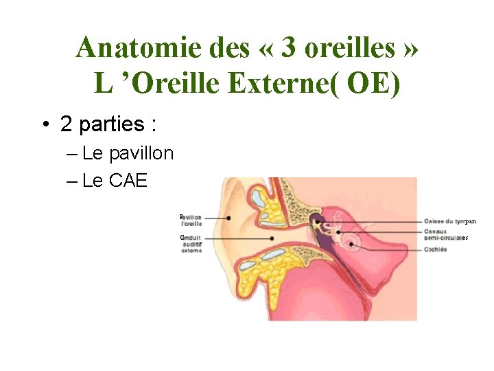 Anatomie des « 3 oreilles » L ’Oreille Externe( OE) • 2 parties :