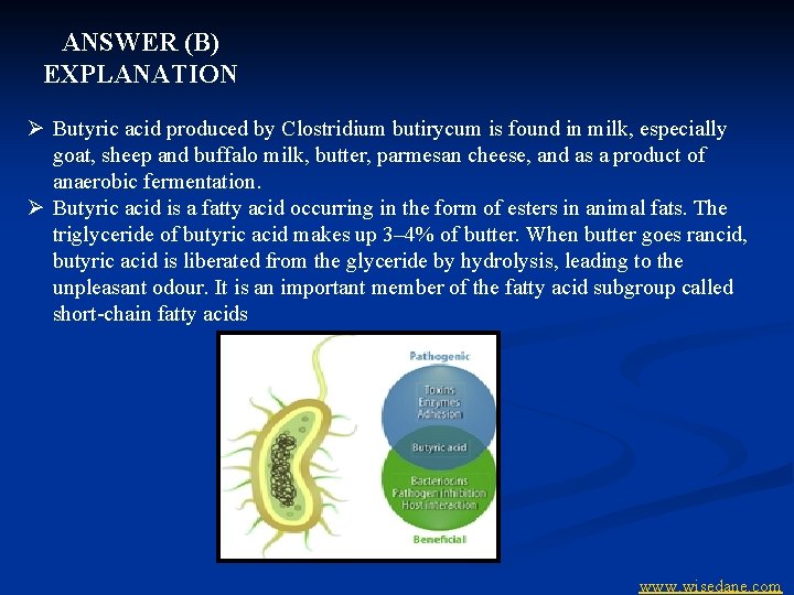 ANSWER (B) EXPLANATION Ø Butyric acid produced by Clostridium butirycum is found in milk,