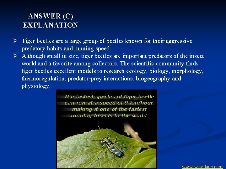 ANSWER (C) EXPLANATION Ø Tiger beetles are a large group of beetles known for