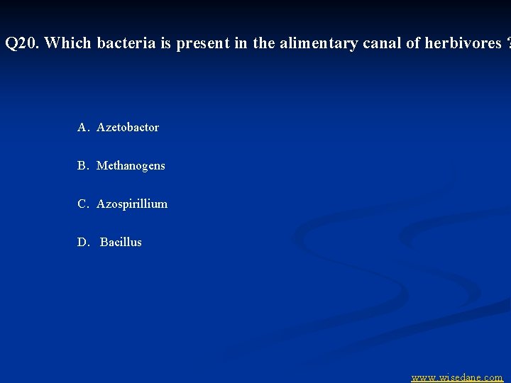 Q 20. Which bacteria is present in the alimentary canal of herbivores ? A.