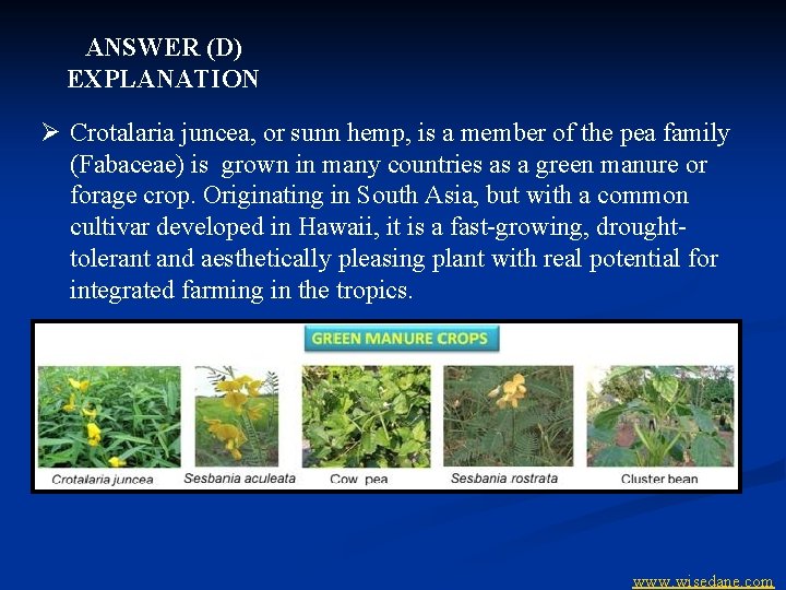 ANSWER (D) EXPLANATION Ø Crotalaria juncea, or sunn hemp, is a member of the