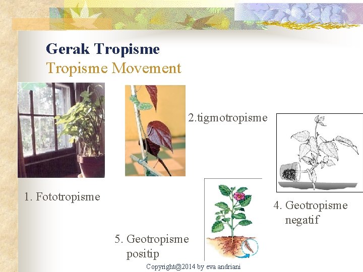 Gerak Tropisme Movement 2. tigmotropisme 1. Fototropisme 4. Geotropisme negatif 5. Geotropisme positip Copyright@2014