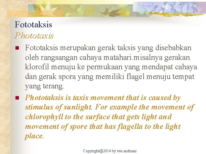Fototaksis Phototaxis n n Fototaksis merupakan gerak taksis yang disebabkan oleh rangsangan cahaya matahari.