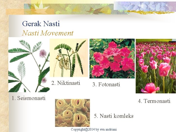 Gerak Nasti Movement 2. Niktinasti 3. Fotonasti 1. Seismonasti 4. Termonasti 5. Nasti komleks