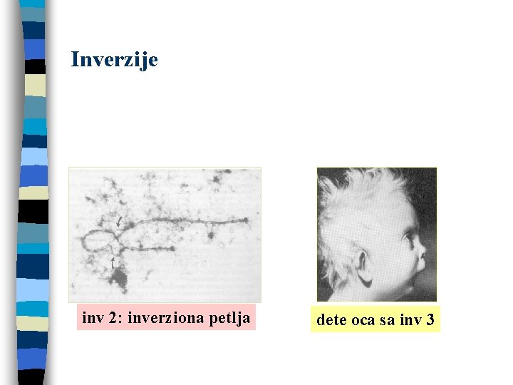 Inverzije inv 2: inverziona petlja dete oca sa inv 3 