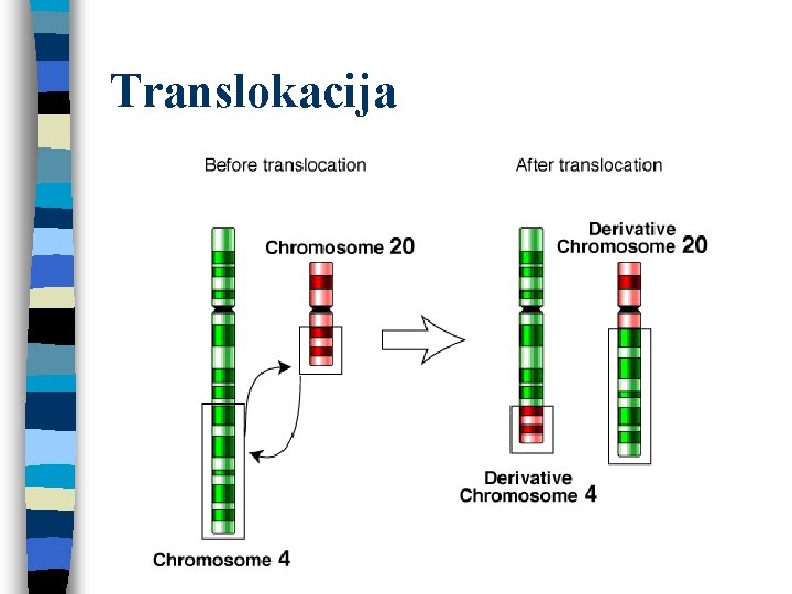 Translokacija 