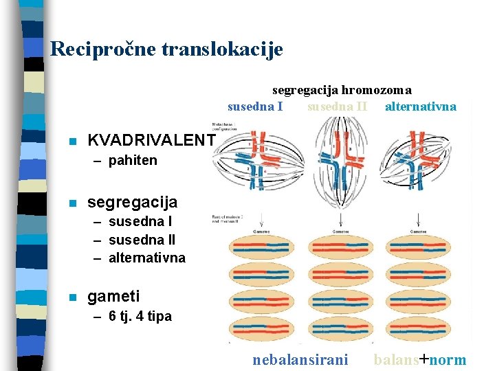 Recipročne translokacije segregacija hromozoma susedna II alternativna n KVADRIVALENT – pahiten n segregacija –