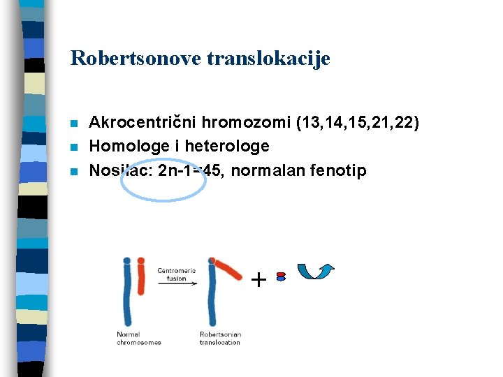 Robertsonove translokacije n n n Akrocentrični hromozomi (13, 14, 15, 21, 22) Homologe i