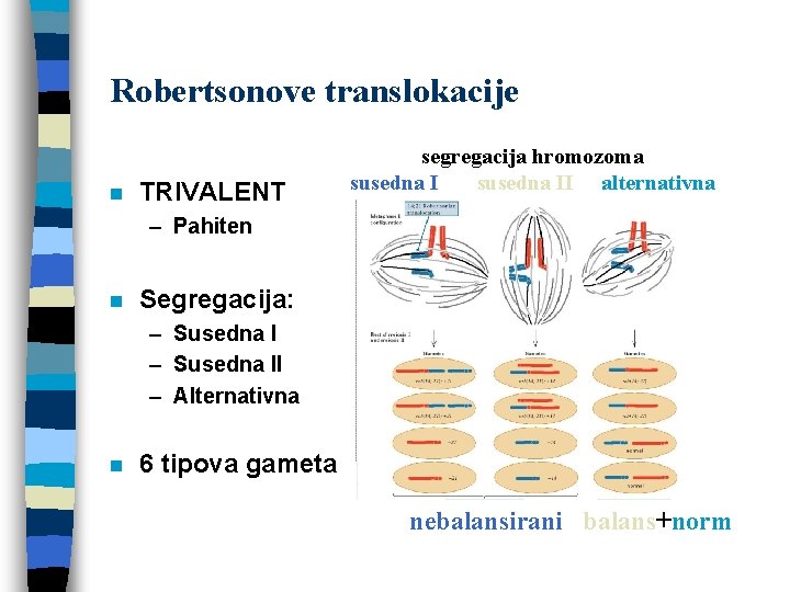 Robertsonove translokacije n TRIVALENT segregacija hromozoma susedna II alternativna – Pahiten n Segregacija: –