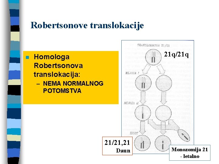 Robertsonove translokacije n 21 q/21 q Homologa Robertsonova translokacija: – NEMA NORMALNOG POTOMSTVA 21/21,