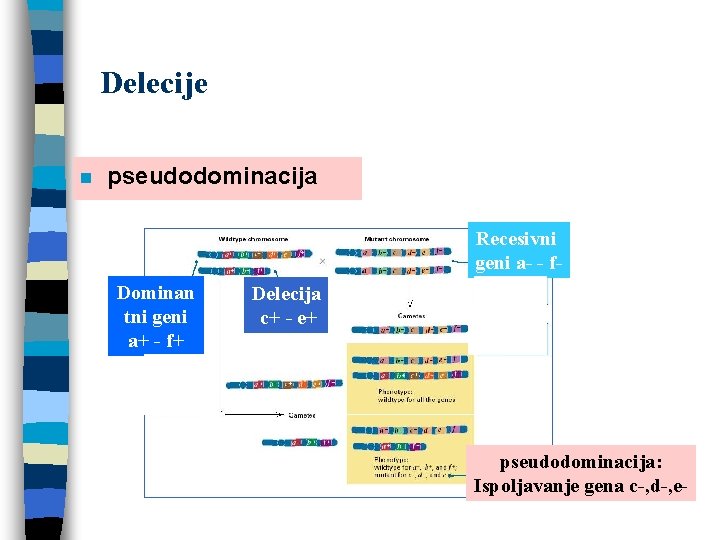 Delecije n pseudodominacija Recesivni geni a- - f. Dominan tni geni a+ - f+