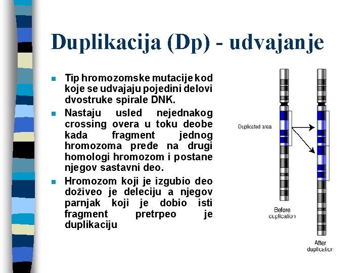 Duplikacija (Dp) - udvajanje n n n Tip hromozomske mutacije kod koje se udvajaju