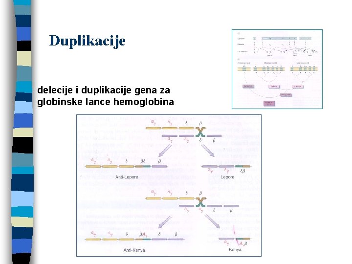 Duplikacije n delecije i duplikacije gena za globinske lance hemoglobina 