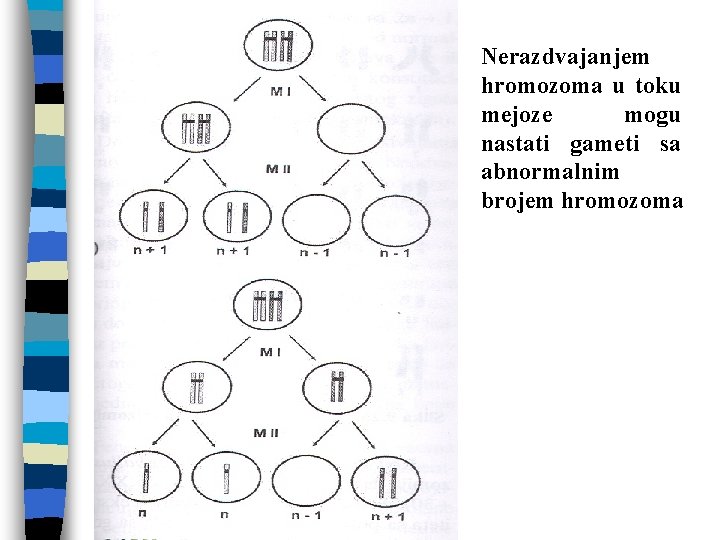 Nerazdvajanjem hromozoma u toku mejoze mogu nastati gameti sa abnormalnim brojem hromozoma 