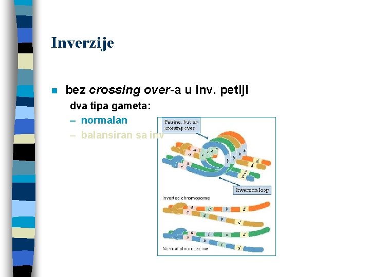 Inverzije n bez crossing over-a u inv. petlji dva tipa gameta: – normalan –