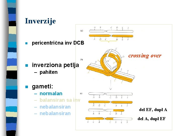Inverzije n pericentrična inv DCB crossing over n inverziona petlja – pahiten n gameti: