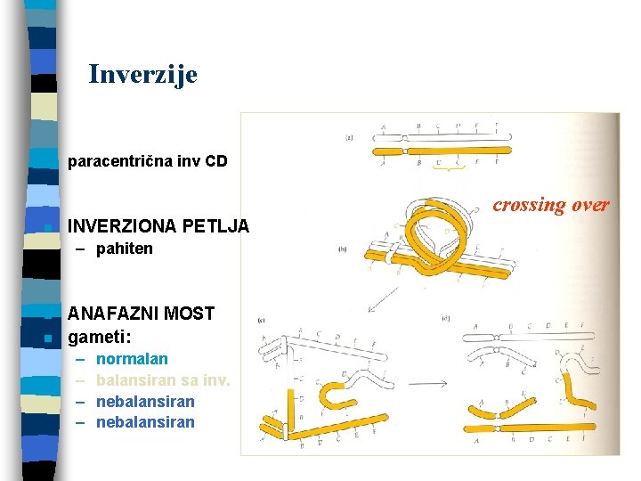 Inverzije n paracentrična inv CD crossing over n INVERZIONA PETLJA – pahiten n n