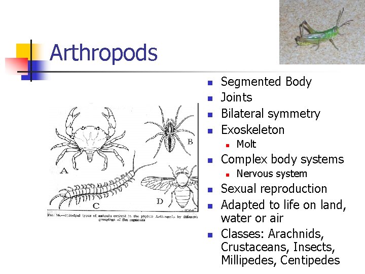 Arthropods n n Segmented Body Joints Bilateral symmetry Exoskeleton n n Complex body systems