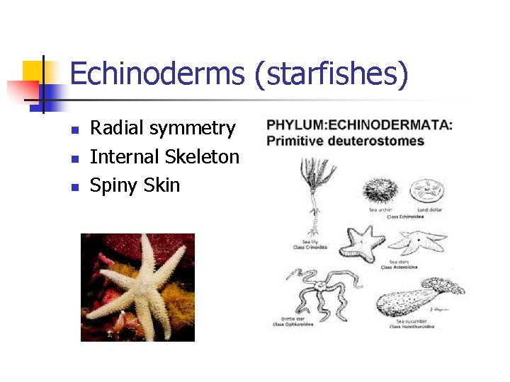 Echinoderms (starfishes) n n n Radial symmetry Internal Skeleton Spiny Skin 