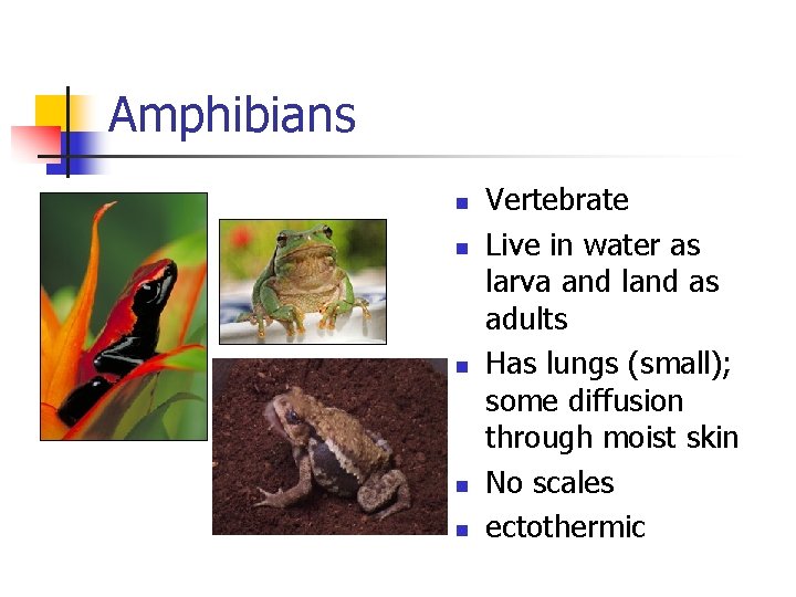 Amphibians n n n Vertebrate Live in water as larva and land as adults