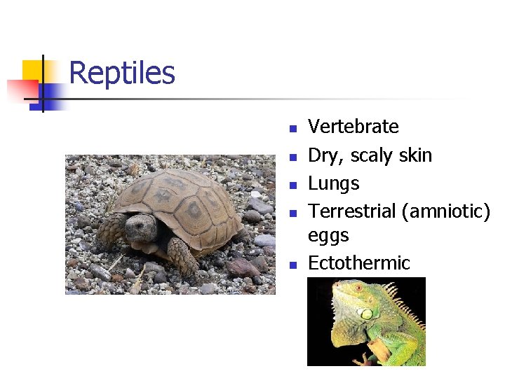 Reptiles n n n Vertebrate Dry, scaly skin Lungs Terrestrial (amniotic) eggs Ectothermic 