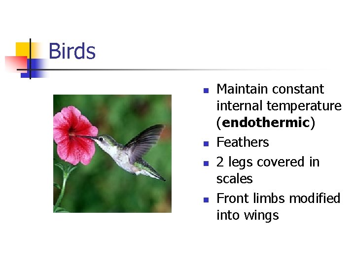 Birds n n Maintain constant internal temperature (endothermic) Feathers 2 legs covered in scales