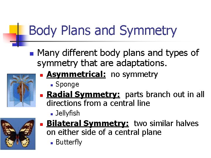 Body Plans and Symmetry n Many different body plans and types of symmetry that