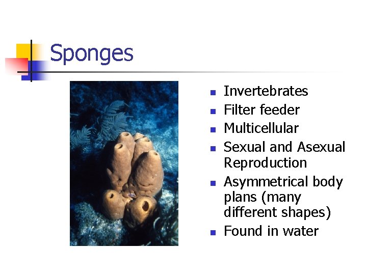 Sponges n n n Invertebrates Filter feeder Multicellular Sexual and Asexual Reproduction Asymmetrical body